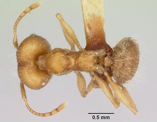 Pheidole hyatti - CASENT0172703