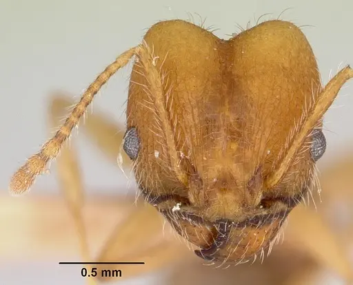 Pheidole hyatti - CASENT0172703