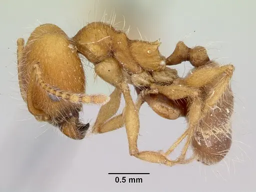 Pheidole hyatti - CASENT0172703