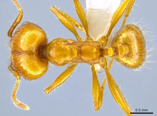 Pheidole hyatti - CASENT0631704