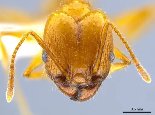 Pheidole hyatti - CASENT0631704