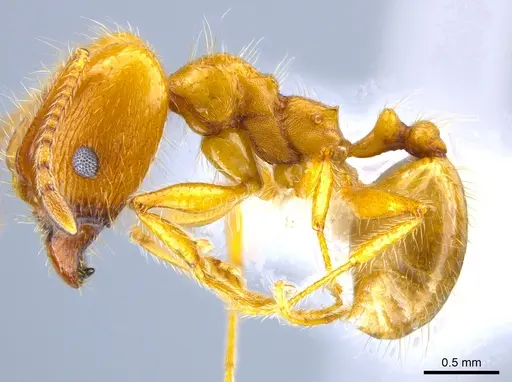 Pheidole hyatti - CASENT0631704