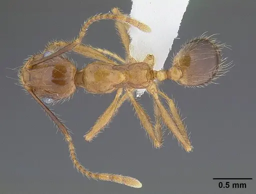 Pheidole hyatti - CASENT0732639