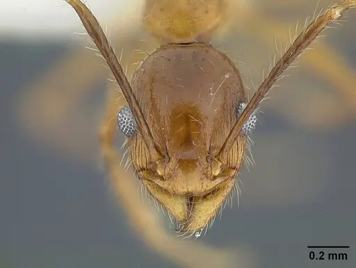 Pheidole hyatti - CASENT0732639
