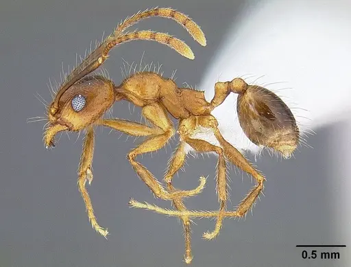 Pheidole hyatti - CASENT0732639