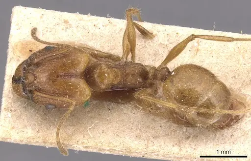 Pheidole hyatti - CASENT0904360