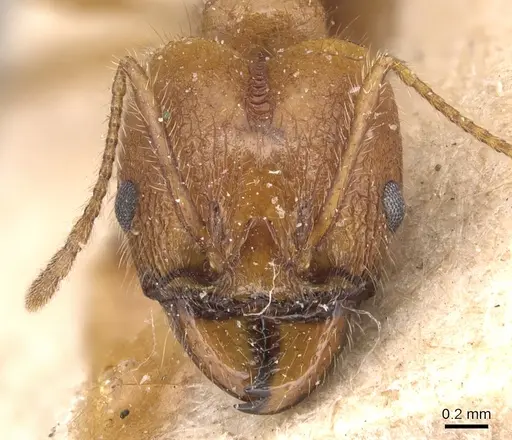 Pheidole hyatti - CASENT0904360