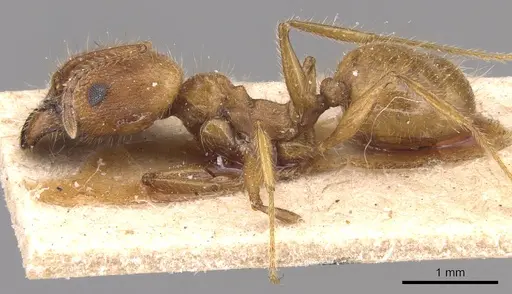 Pheidole hyatti - CASENT0904360