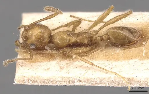 Pheidole hyatti - CASENT0904361