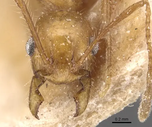 Pheidole hyatti - CASENT0904361