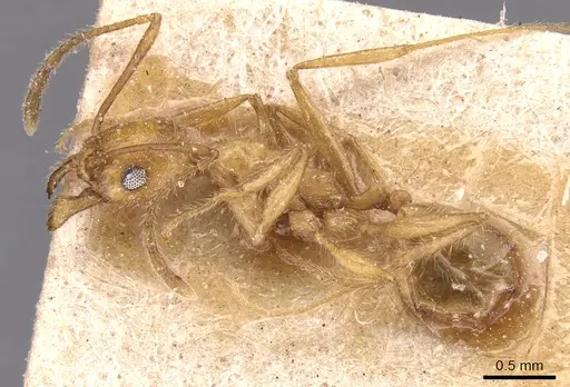 Pheidole hyatti - CASENT0904361