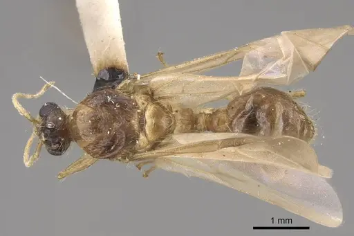 Pheidole hyatti - CASENT0923069