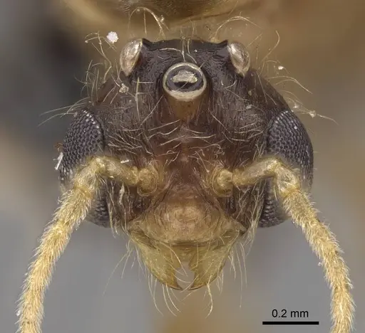 Pheidole hyatti - CASENT0923069