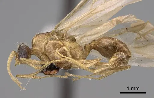 Pheidole hyatti - CASENT0923069