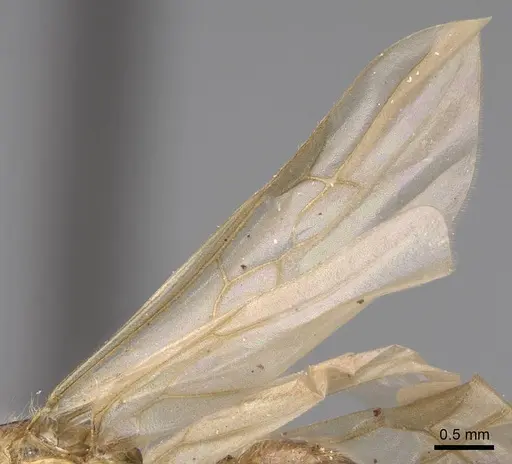 Pheidole hyatti - CASENT0923069