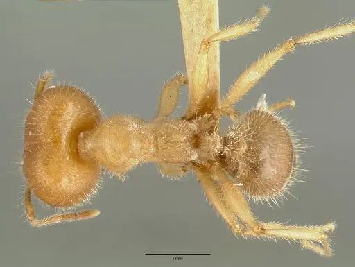 Pheidole hyatti - CASTYPE00639