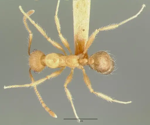 Pheidole hyatti - CASTYPE00640