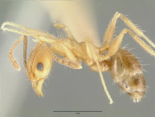 Pheidole hyatti - CASTYPE00640