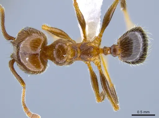 Pheidole idiota specimen