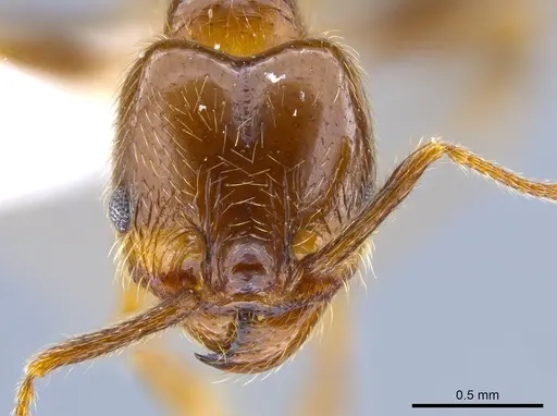 Pheidole idiota specimen