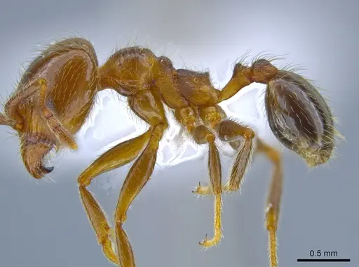Pheidole idiota specimen