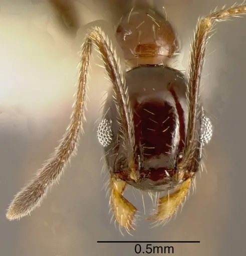 Pheidole idiota - CASENT0635482
