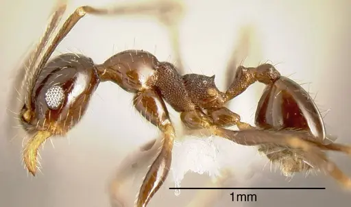 Pheidole idiota - CASENT0635482