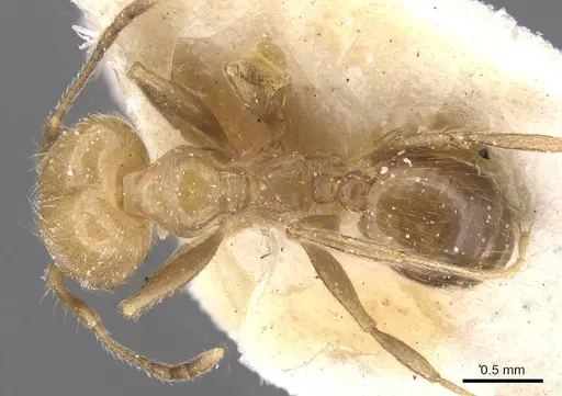 Pheidole idiota - CASENT0913471