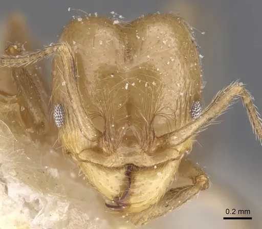 Pheidole idiota - CASENT0913471