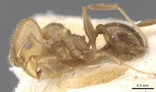 Pheidole idiota - CASENT0913471