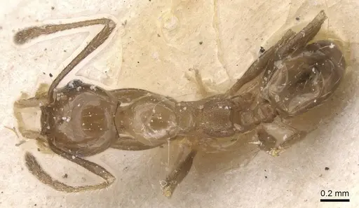 Pheidole idiota - CASENT0913472