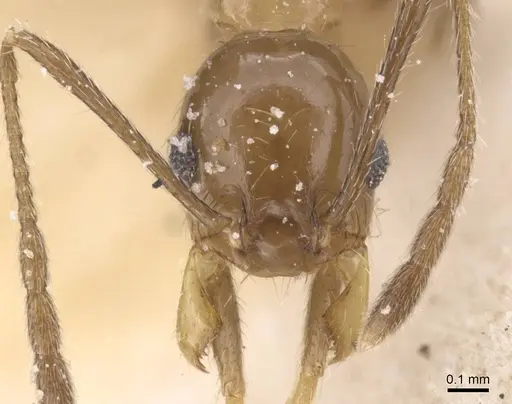 Pheidole idiota - CASENT0913472