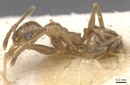 Pheidole idiota - CASENT0913472