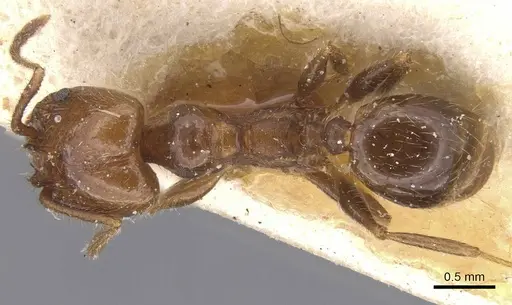 Pheidole idiota - CASENT0913473