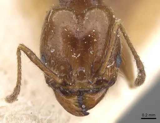 Pheidole idiota - CASENT0913473