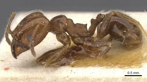 Pheidole idiota - CASENT0913473