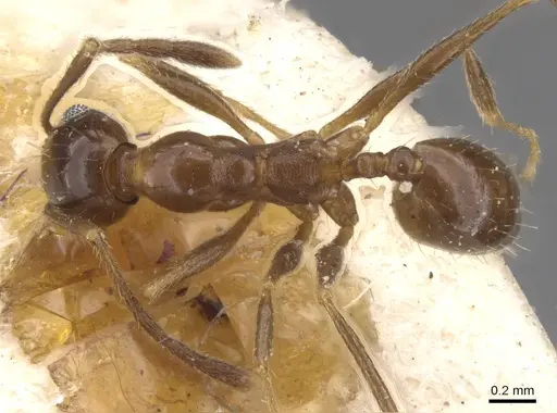 Pheidole idiota - CASENT0913474