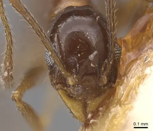 Pheidole idiota - CASENT0913474