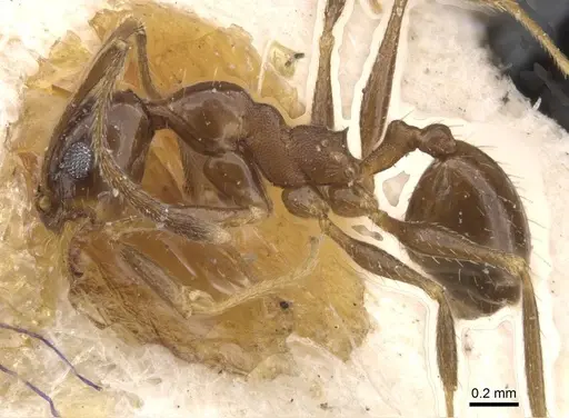 Pheidole idiota - CASENT0913474