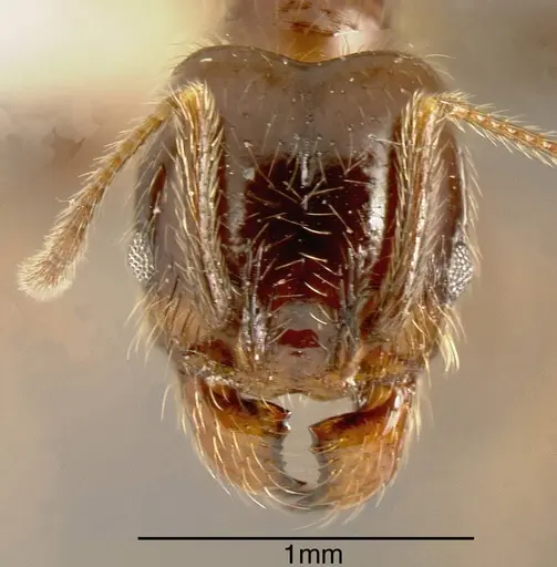 Pheidole idiota - INBIOCRI001282718