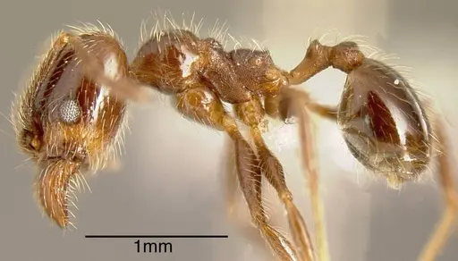 Pheidole idiota - INBIOCRI001282718