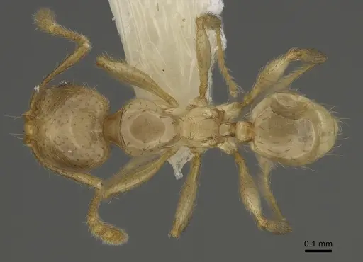 Pheidole imbrilis specimen