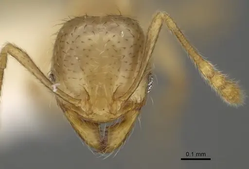 Pheidole imbrilis specimen