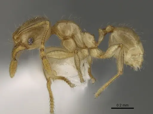 Pheidole imbrilis specimen