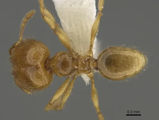 Pheidole imbrilis - CASENT0636717