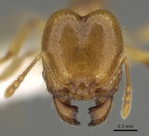 Pheidole imbrilis - CASENT0636717