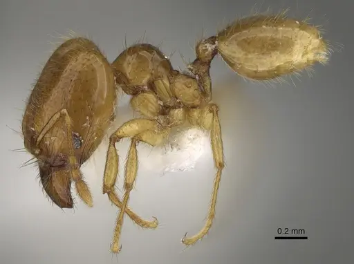 Pheidole imbrilis - CASENT0636717