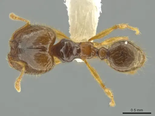Pheidole imbrilis - CASENT0637137