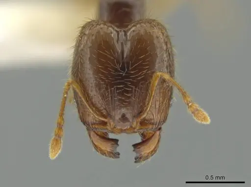 Pheidole imbrilis - CASENT0637137