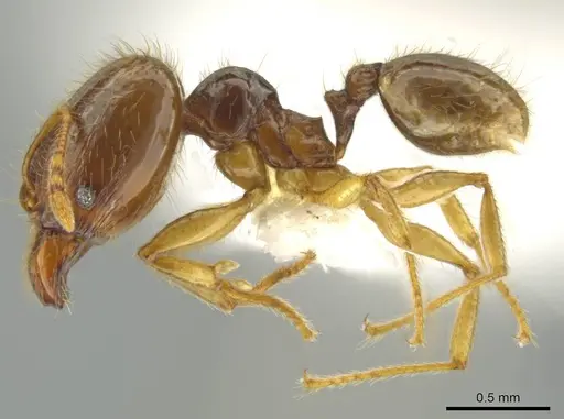 Pheidole imbrilis - CASENT0637137